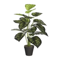 Caladium Groen In Pot